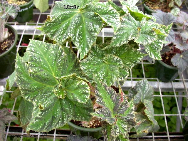 B. ‘Annan Elegance’